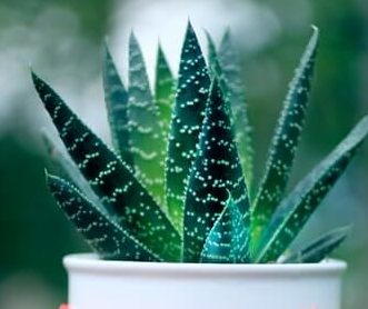  Home Remedies For Dry Skin On Face Apply Aloe Vera Gel