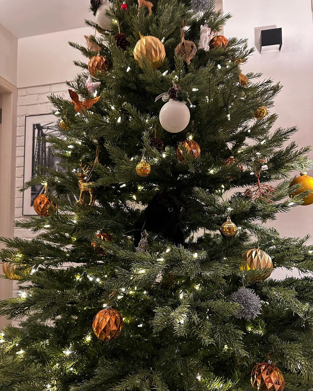 Ali Bhatt Ranbir Kapoor Christmas Celebration 2022